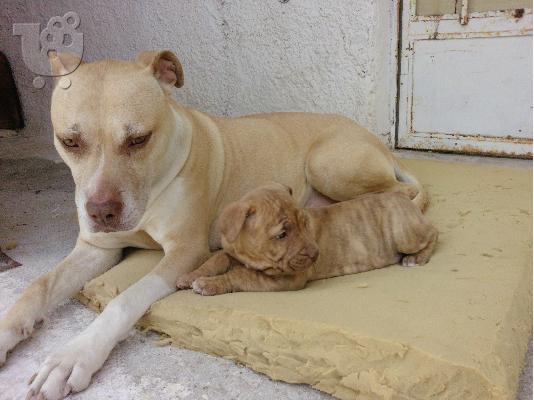 pit bull koutabia